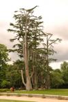 2012 07 08 chenonceaux 187